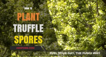 Mastering Truffle Cultivation: A Step-by-Step Guide to Planting Spores