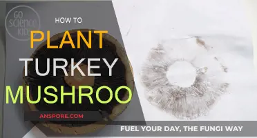 Planting Turkey Mushrooms: A Step-by-Step Guide
