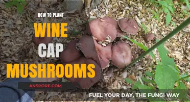 Planting Wine Cap Mushrooms: A Step-by-Step Guide for Beginners