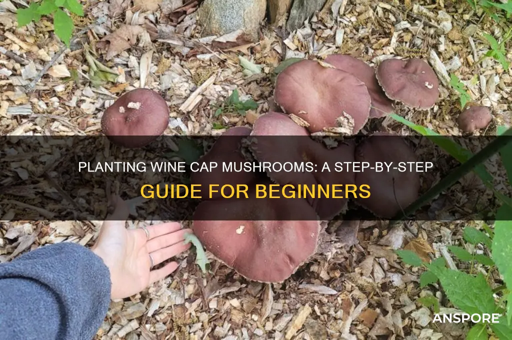 how to plant wine cap mushrooms