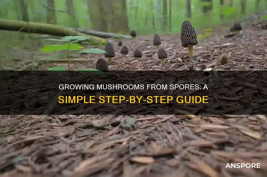how to plants mushrooms from other mushrooms