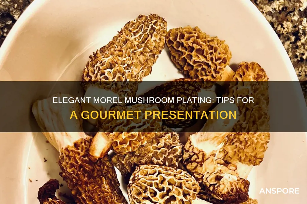 how to plate morel mushrooms