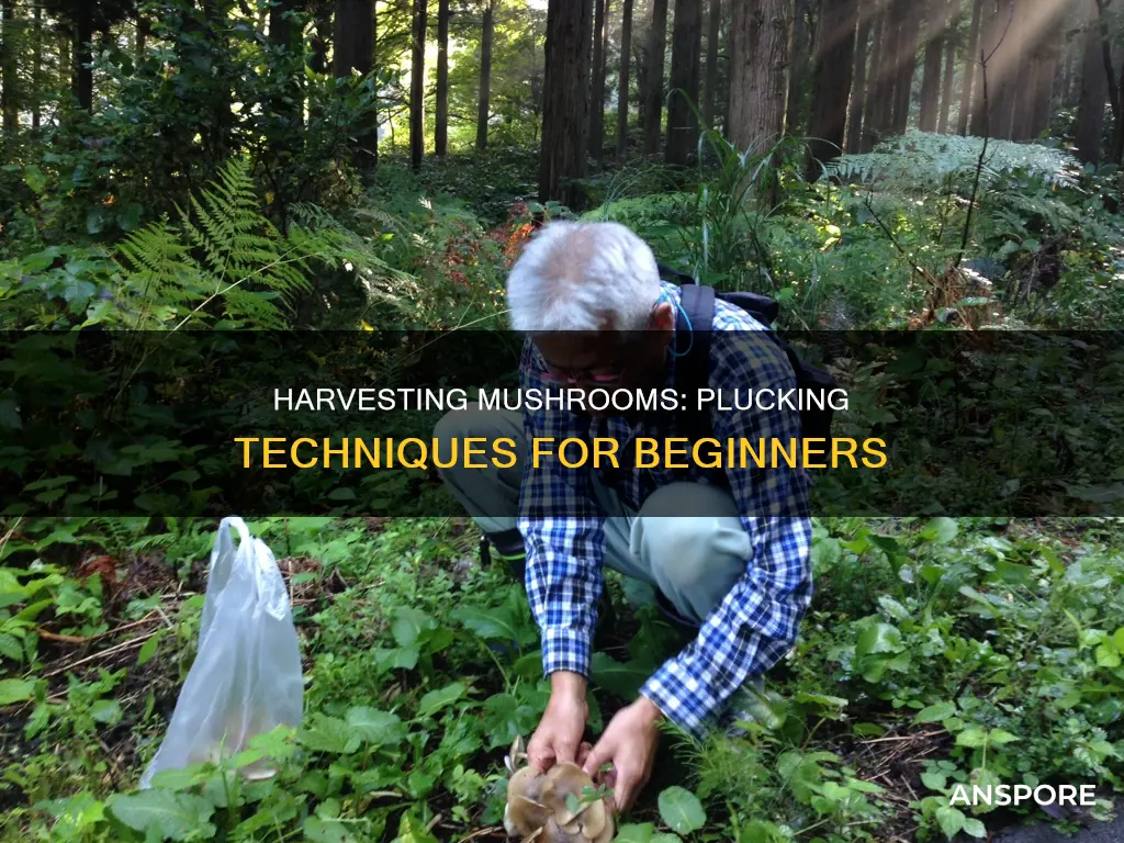how to pluck mushrooms