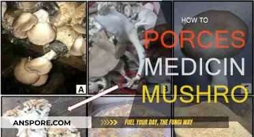 Medicinal Mushrooms: Processing for Optimal Benefits