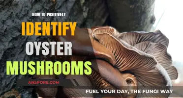 Mastering Oyster Mushroom Identification: A Beginner's Guide to Spotting Them Safely