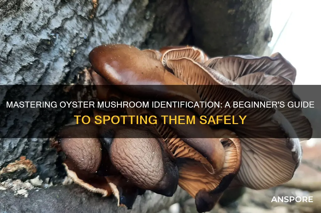 how to positively identify oyster mushrooms