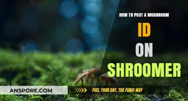 Mastering Mushroom Identification: A Step-by-Step Guide to Posting on Shroomery