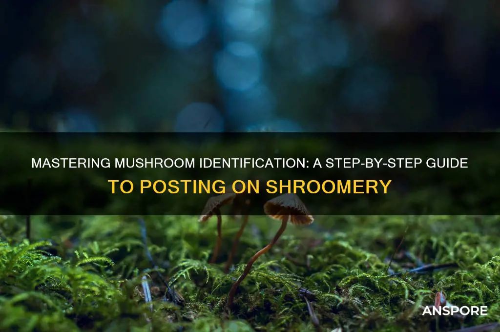 how to post a mushroom id on shroomery