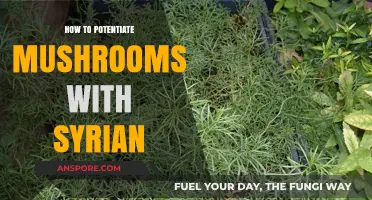 Enhancing Mushroom Effects: Syrian Rue Potentiation Guide for Beginners