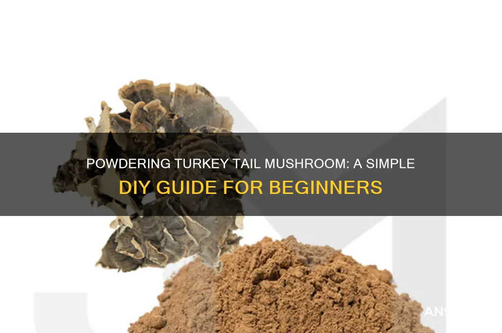 how to powder turkey tail mushroom