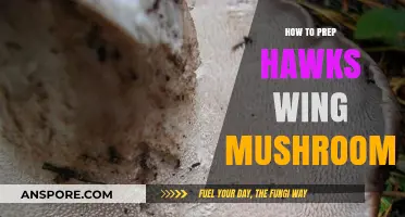 Mastering Hawk's Wing Mushroom Prep: A Step-by-Step Culinary Guide