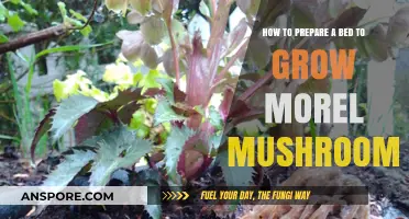 Mastering Morel Cultivation: Preparing the Perfect Bed for Mushroom Growth