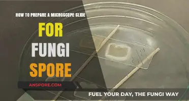 Mastering Microscope Slide Preparation for Fungi Spore Observation