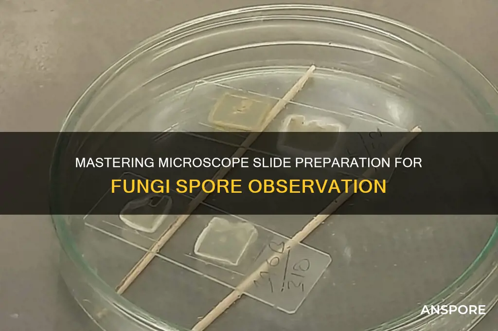 how to prepare a microscope slide for fungi spore