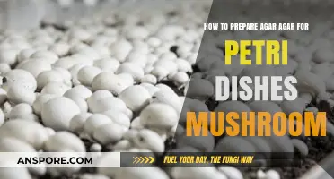 Mastering Agar Agar Preparation for Mushroom Petri Dish Cultivation