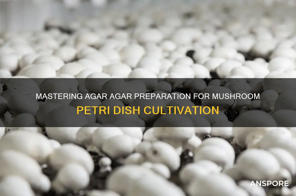 how to prepare agar agar for petri dishes mushrooms