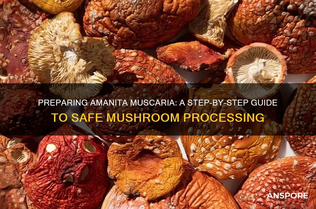 how to prepare amanita muscaria mushrooms