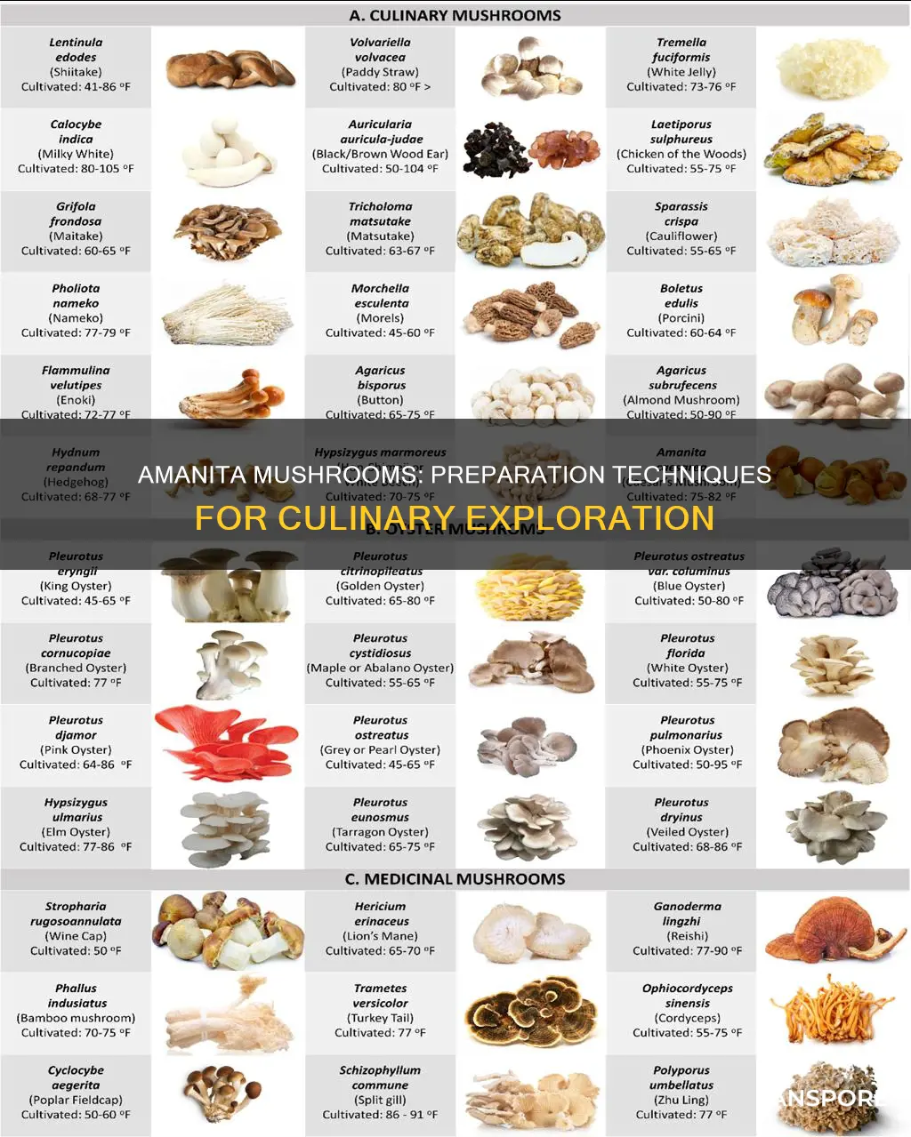 how to prepare amanita mushrooms