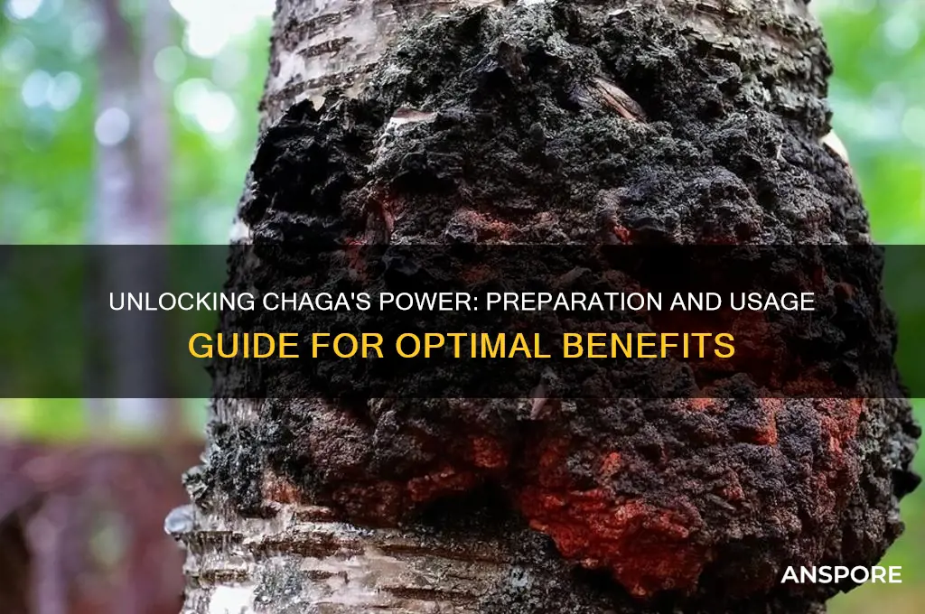 how to prepare and use chaga mushroom