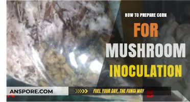 Mastering Corn Preparation for Successful Mushroom Inoculation Techniques