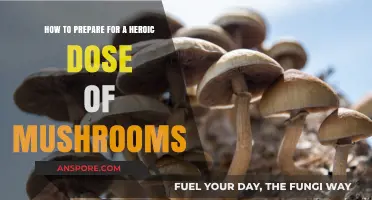 Mastering the Heroic Dose: Essential Preparation Tips for Mushroom Journeys
