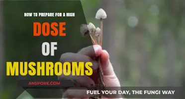 Mastering High-Dose Mushroom Preparation: Essential Tips for a Safe Journey