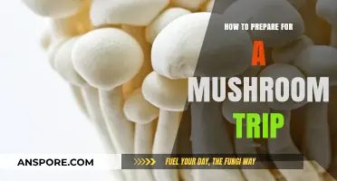 Preparing for a Mushroom Trip: Essential Tips for a Safe Journey