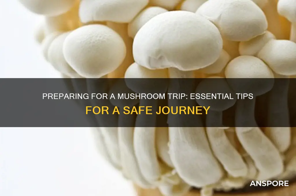 how to prepare for a mushroom trip