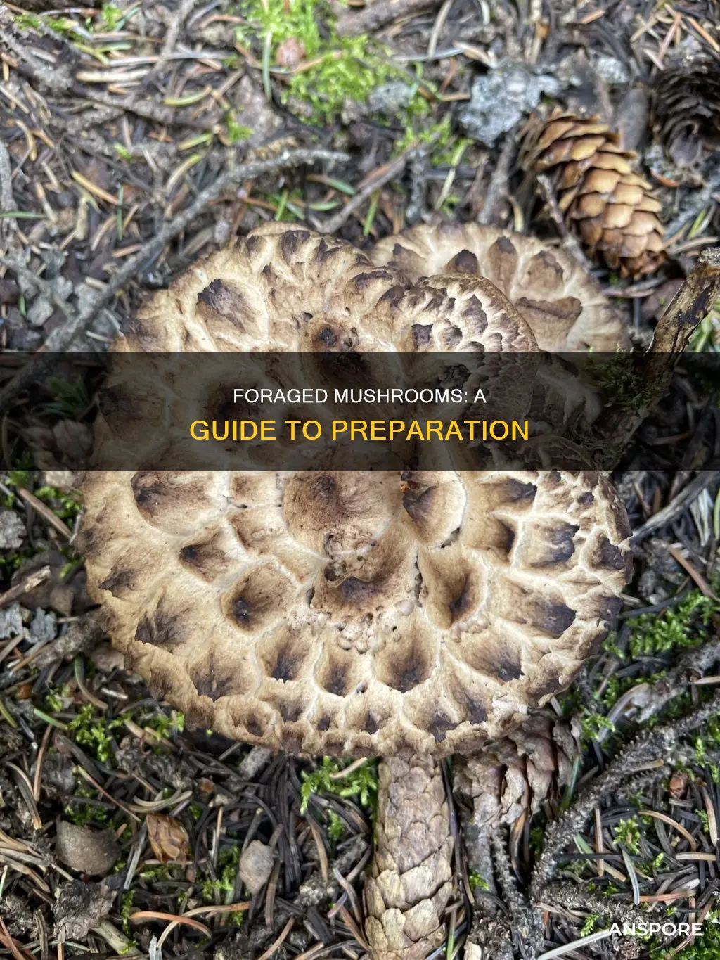 how to prepare foraged mushrooms