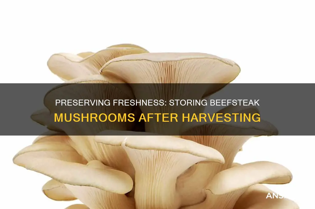 how to prepare fresh picked beef steak mushrooms for storage