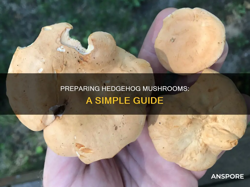 how to prepare hedgehog mushrooms