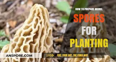 Mastering Morel Cultivation: A Step-by-Step Guide to Preparing Spores for Planting