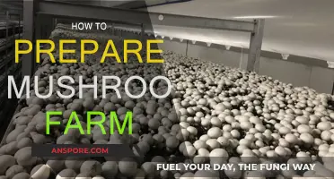 Mushroom Farm: Preparation and Steps to Success