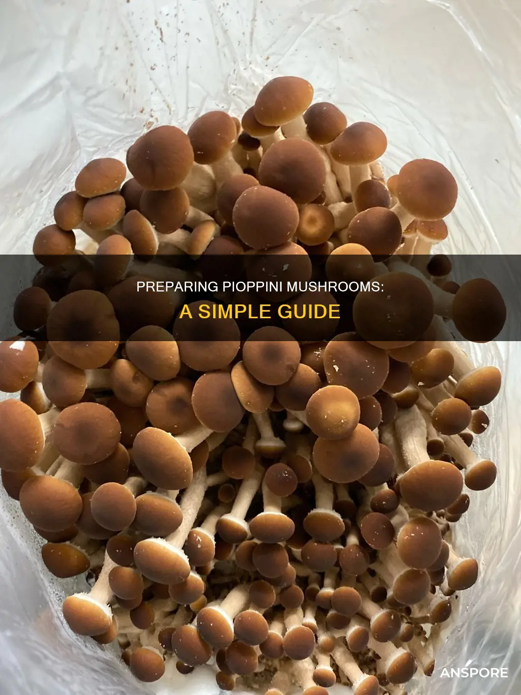 how to prepare pioppini mushrooms