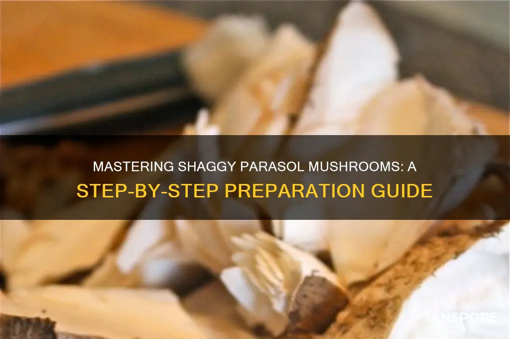 how to prepare shaggy parasol mushrooms