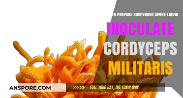 Mastering Cordyceps Militaris Cultivation: Preparing Suspended Spore Liquid Inoculate