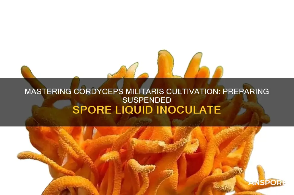 how to prepare suspended spore liquid inoculate cordyceps militaris