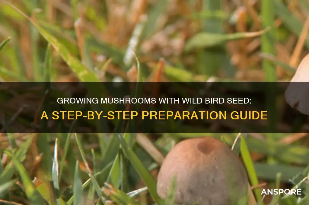 how to prepare wild bird seed for mushrooms