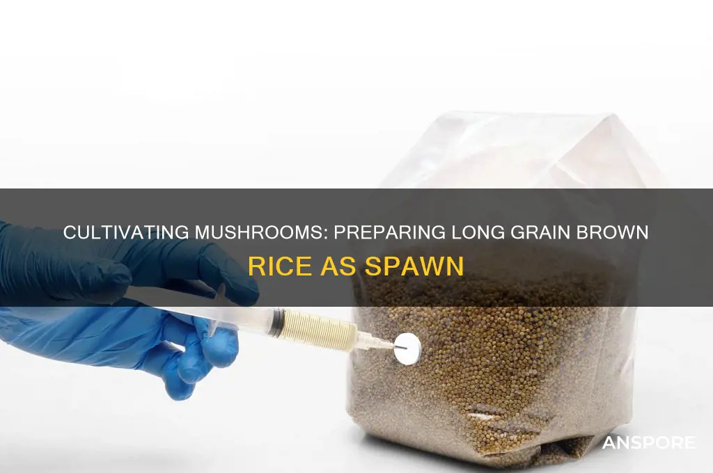 how to preparelong grain brown rice as mushroom spawn