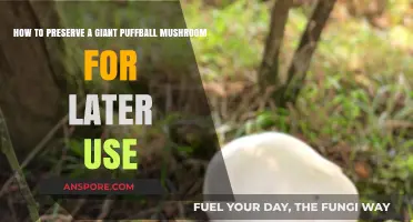 Preserving Giant Puffball Mushrooms: A Guide for Later Use