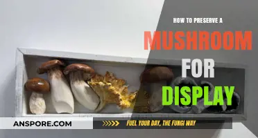 Preserving Mushrooms for Display: A Step-by-Step Guide to Longevity