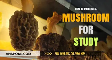 Preserving Mushrooms for Study: Essential Techniques and Best Practices