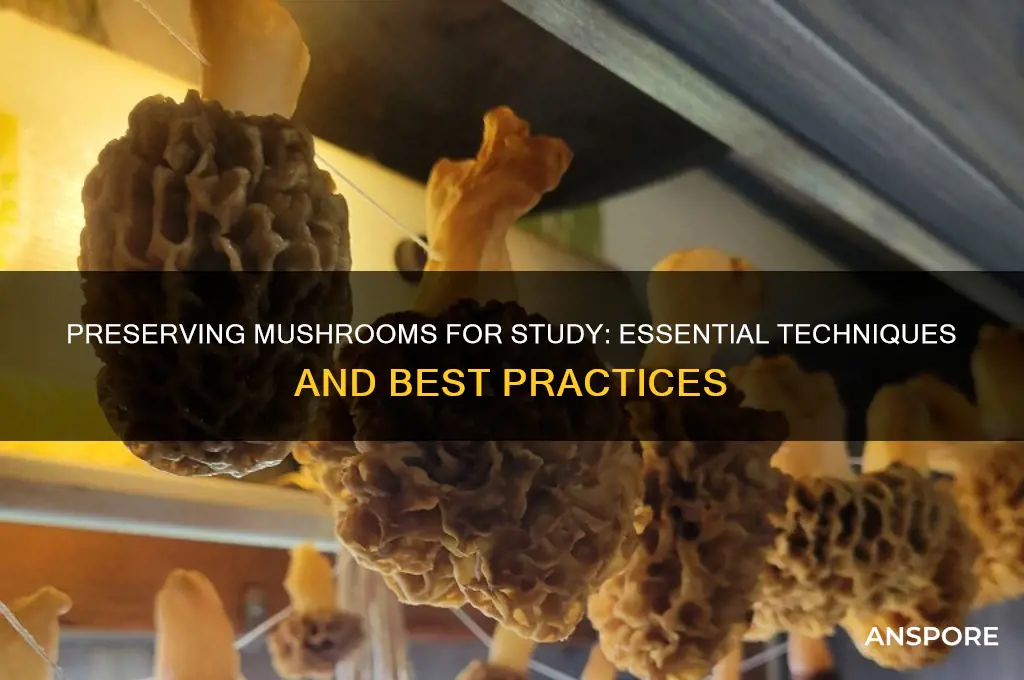how to preserve a mushroom for study