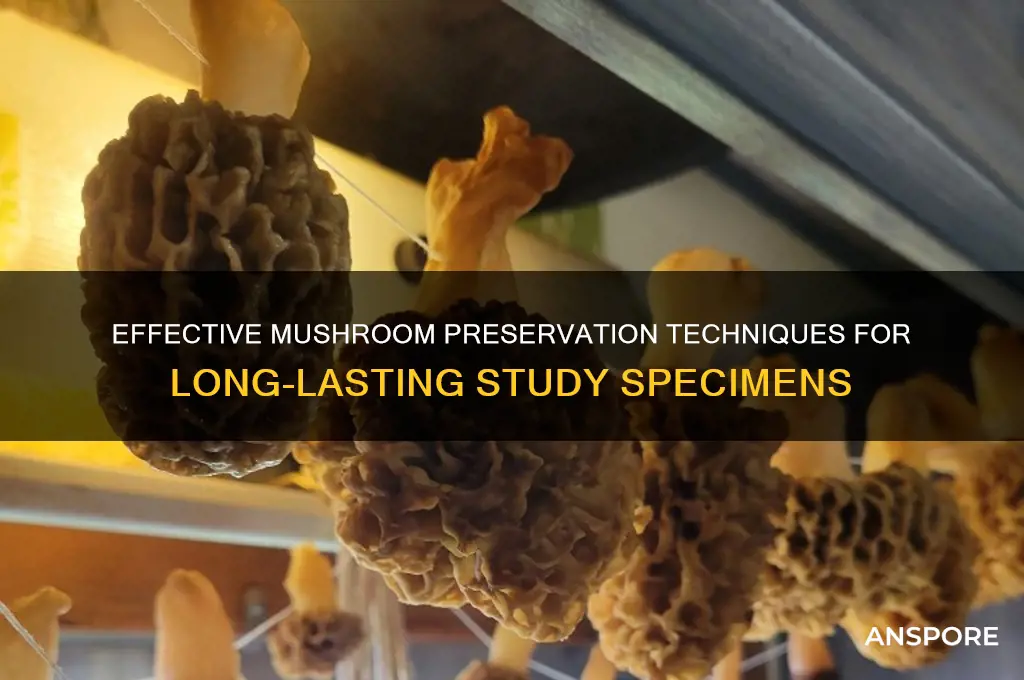 how to preserve a mushroom for stufy