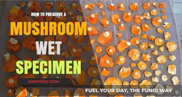 Preserving Mushroom Wet Specimens: A Step-by-Step Guide for Longevity