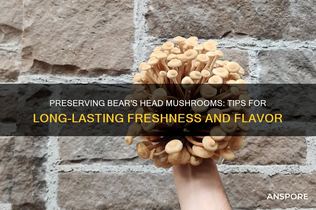 how to preserve bear