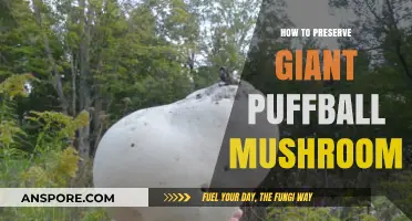 Preserving Giant Puffball Mushrooms: Tips for Long-Lasting Freshness and Flavor