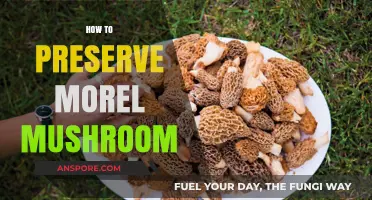 Mastering Morel Preservation: Tips to Keep Your Harvest Fresh Longer