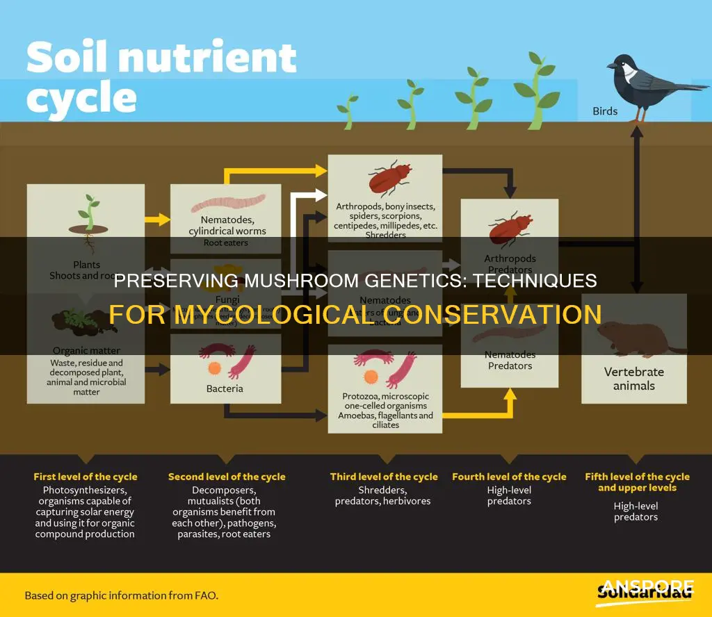 how to preserve mushroom genetics