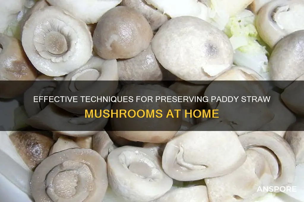 how to preserve paddy straw mushroom